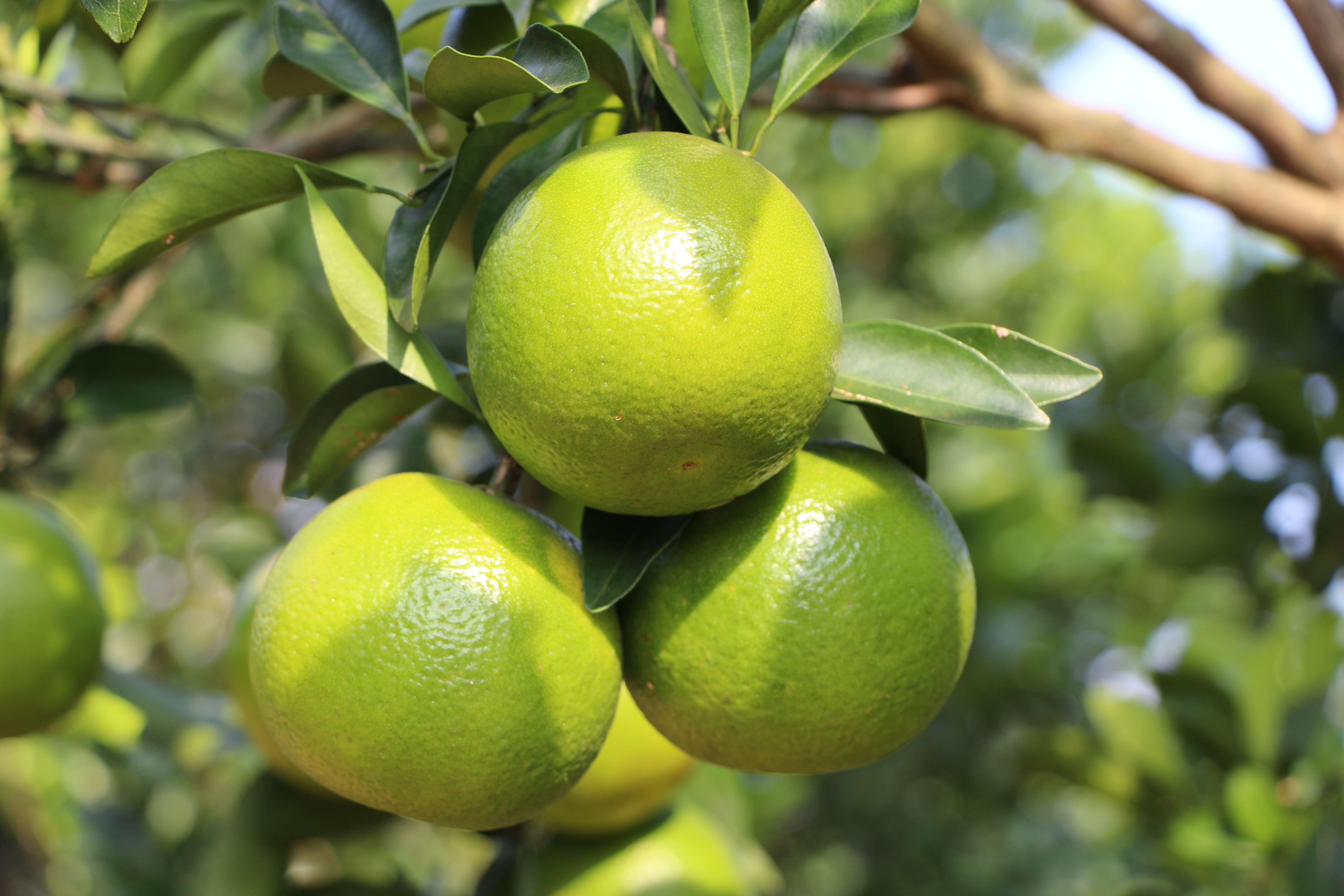 今年会鲜果福橙