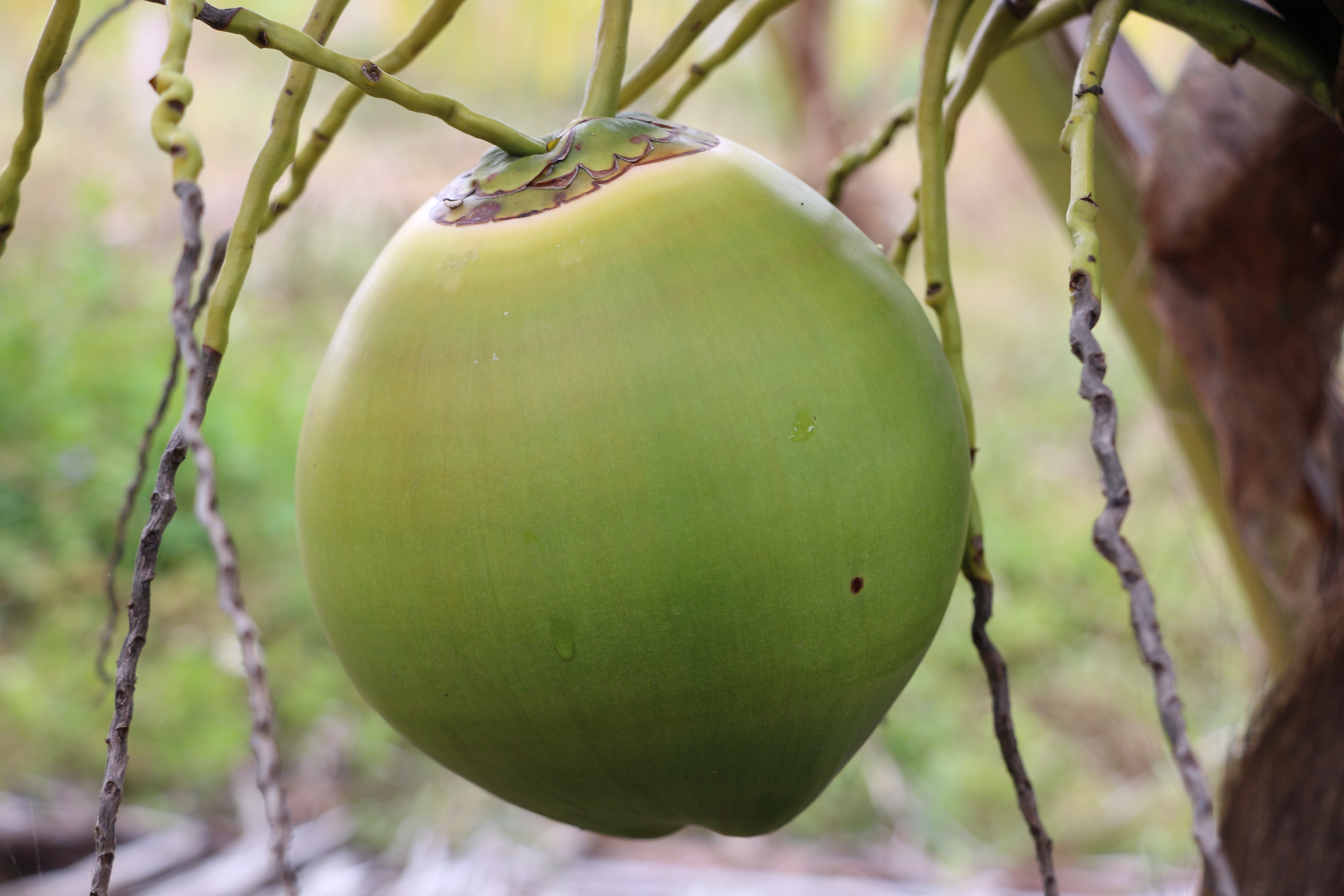 今年会鲜果椰青