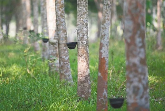 今年会·(中国集团)官方网站